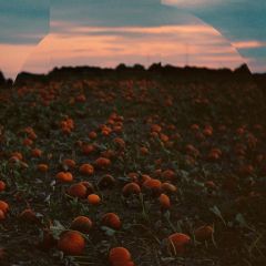 Øjeblikke Vi Husker - LP / Hvalfugl / 2020 / 2021